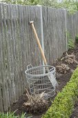 Place dahlia tubers in bed with box border