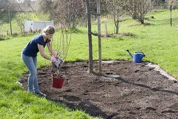 Planting a bed with shrub hydrangeas