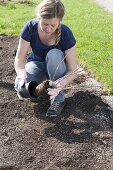 Beet mit Strauch-Hortensien bepflanzen