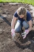 Planting a bed with shrub hydrangeas