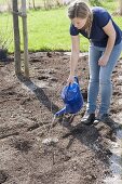 Planting a bed with shrub hydrangeas