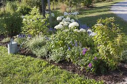 Plant the bed with shrub hydrangeas