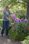 Frau schneidet Blüten von Dahlia (Dahlien) in Beet mit Buxus (Buchs)