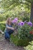 Woman cutting flowers of Dahlia (dahlias) in bed with Buxus (boxwood)