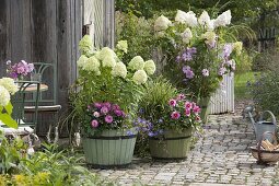 Hydrangea paniculata 'Lime Light', 'Vanille Fraise' (shrub hydrangea)