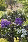 Phlox paniculata 'Uspech' in border with edging