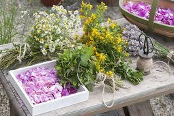 Freshly harvested medicinal herbs prepared for drying