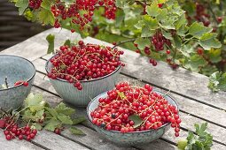 Frisch gepflückte rote Johannisbeeren (Ribes rubrum) in kleinen Schalen