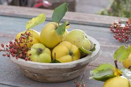 Freshly harvested quinces (Cydonia) with Rosa multiflora (mini rosehips)