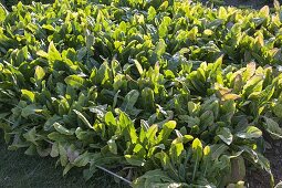 Chicory 'Edeloof' (Cichorium intybus)