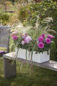 White wooden box with Dahlia (dahlias) and Stipa (hair grass)