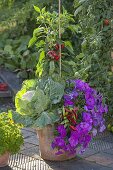 Terracotta container with vegetables and balcony flowers: white cabbage, white cabbage