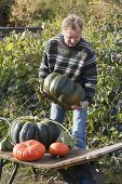 Man with freshly harvested pumpkin 'Muscat de Provence' (Cucurbita)