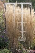 Old window as decoration in bed, Calamagrostis (Riding Grass)