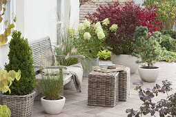 Terrace with shrubs and grasses