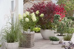 Terrace with shrubs and grasses