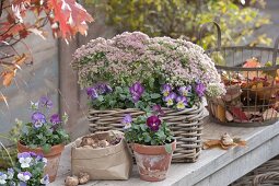 Korb herbstlich bepflanzt mit Sedum telephium 'Herbstfreude' (Fetthenne)