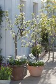 Pear trees 'Triumph de Vienne', 'Alexander Lukas' in containers on the terrace