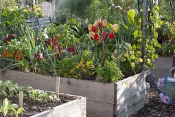 Raised beds with vegetables and herbs