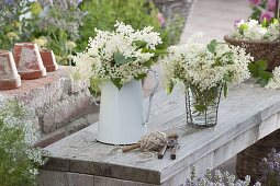 Sträuße aus frisch gepflückten Blüten von Holunder (Sambucus nigra)