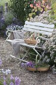 White bench by the aster bed