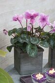 Cyclamen persicum (cyclamen) in square wooden pot