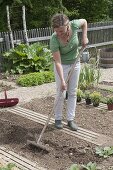 Growing potatoes in an organic garden