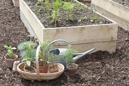 Raised bed with decorative basket and red cabbage