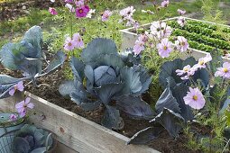 Raised bed with decorative basket and red cabbage