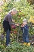 Apple harvest on mini apple tree variety Gravensteiner