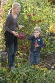 Apple harvest on mini apple tree variety Gravensteiner