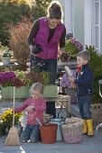 Planting green wooden box with chrysanthemums