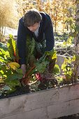 Chard - Harvesting in the raised bed