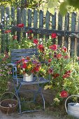 Bunter Bauerngartenstrauss in Zink-Gefäss auf blauem Stuhl, Zinnia