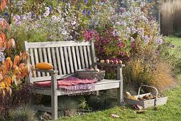 Bench at the autumn border with Aster (Autumn Aster), Cosmos (Jewel Basket)