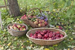 Baskets with freshly harvested apples (Malus), old varieties