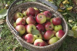 Basket with freshly harvested apples (Malus), apple variety 'Brettacher'.