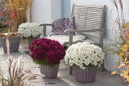 Chrysanthemum 'Elys Blanc' and 'Kilo' (autumn chrysanthemums)