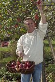 Man harvesting apples