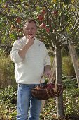 Man harvesting apples