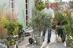 Man brings Olea europaea (olive tree) into the winter quarters with a sack barrow