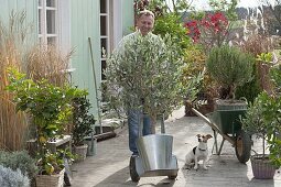 Man brings Olea europaea (olive tree) into winter quarters with sack barrow