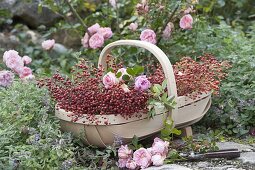 Korb mit frisch geschnittenen Rosa (Rosen) und Hagebutten, Nepeta