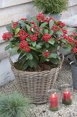 Skimmia japonica 'Veitchii' (fruit cimmia) in basket, Festuca