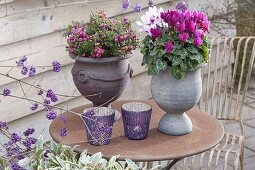 Cups planted with Cyclamen (Cyclamen) and Pernettya (Peat Myrtle)