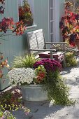 Old zinc tub planted with Chrysanthemum 'Elys Blanc' white, 'Kilo' magenta