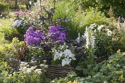 Phlox paniculata 'Uspech' (flame flowers) in border with edging