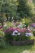 Bed border made from hazel rods: Monarda didyma 'Pink Lace' (Indian Nettle)