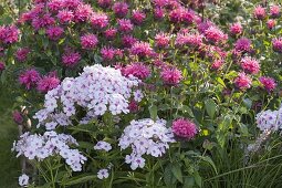 Bed border made from hazel rods: Monarda didyma 'Pink Lace' (Indian Nettle)