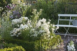 White bed with Chrysanthemum maximum (summer daisies), phlox